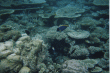 Coral reef at Maledives